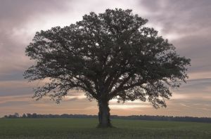 Our Trees of Comfort | All Things Witness